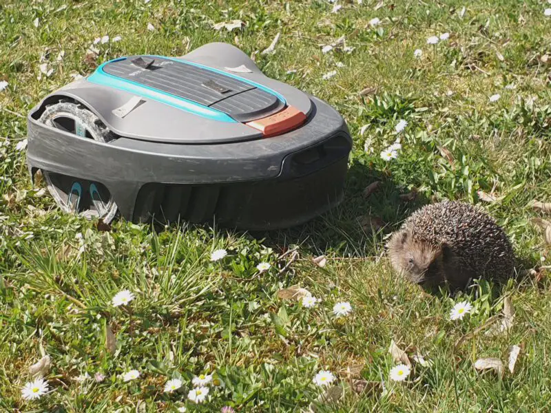 Nachtfahrverbot für Mähroboter schützt Igel und andere Tiere. Immer mehr Gemeinden setzen auf diese Maßnahme, um die heimische Tierwelt zu bewahren.